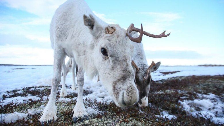 В Архангельской области установили спутниковые ошейники на северных оленей