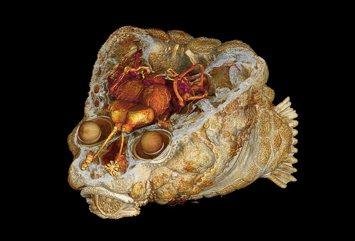 Вы не ослышались: рыба с «каменной головой» использует свой череп как барабан