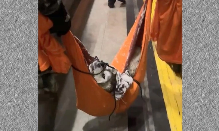 Больше суток лежал в сугробе полуживой. «Ласточка» в Сочи сбила волка, а он оказался не волком (видео)