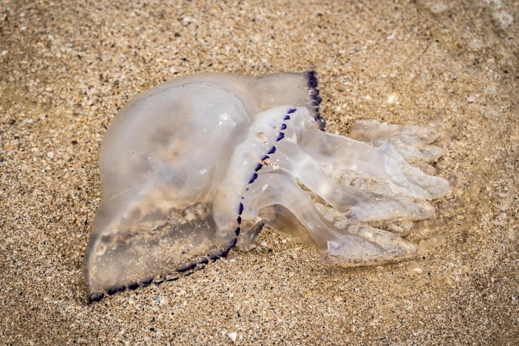 Будем солить медуз: в России хотят начать промышленный вылов стрекающих из Черного и Азовского морей