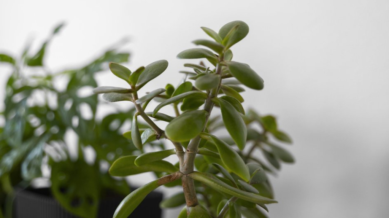 Денежное дерево с правильно сформированной кроной