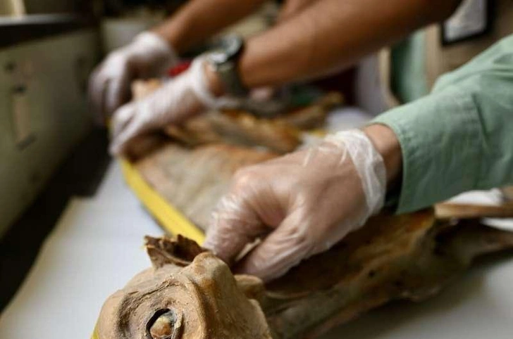 Мумифицированные останки гепардов в пещерах Саудовской Аравии: результаты археологических находок