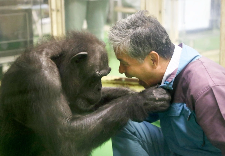 Самая умная шимпанзе в мире умерла в возрасте 49 лет. Ай умела считать, рисовать и знала два языка