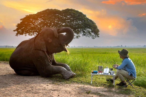 Самый дорогой кофе в мире из помета слона: чем хорош Black Ivory coffee с научной точки зрения