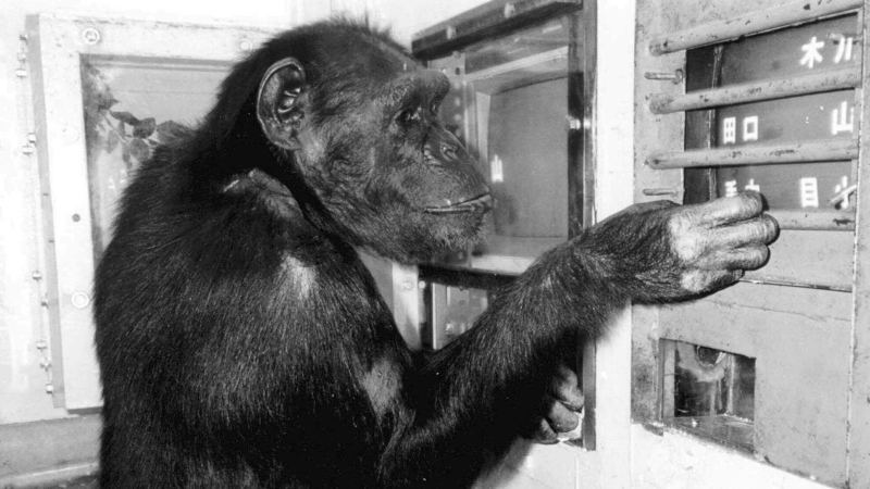 Шимпанзе Ай, которая знала иероглифы и умела рисовать, умерла в Японии