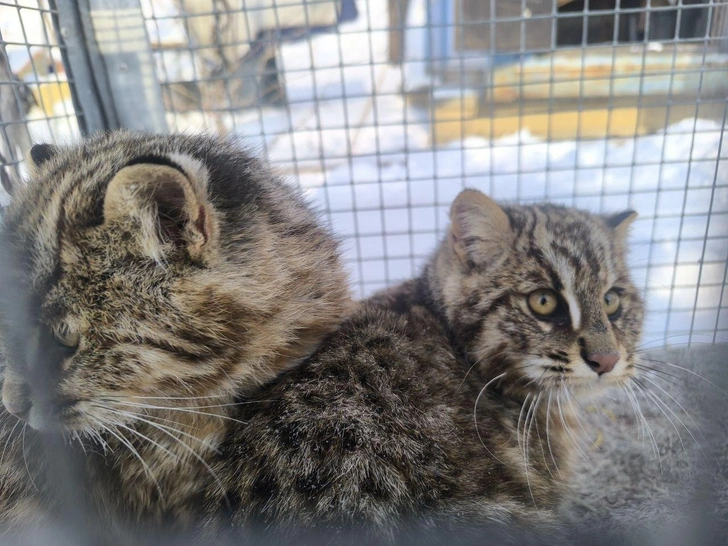 В Приморье лесных котят отправили в центр реабилитации за охоту на кур