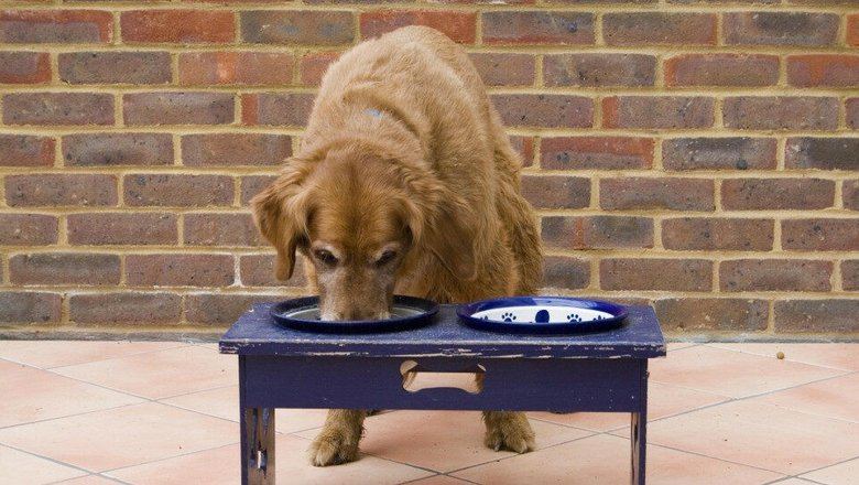 Ветеринар рассказал, как правильно хранить сухой корм, чтобы не отравить питомца