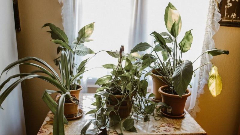 Комнатные растения в горшках на столе